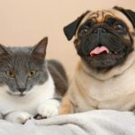 愛するペットの健康を支える「水選び」の新常識