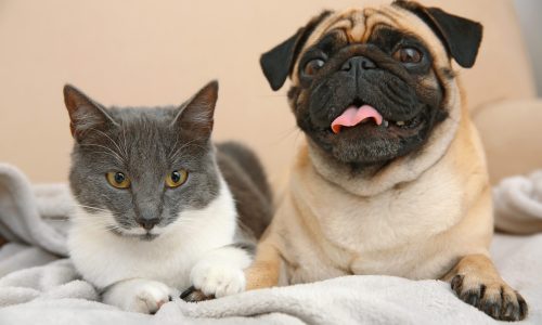 愛するペットの健康を支える「水選び」の新常識